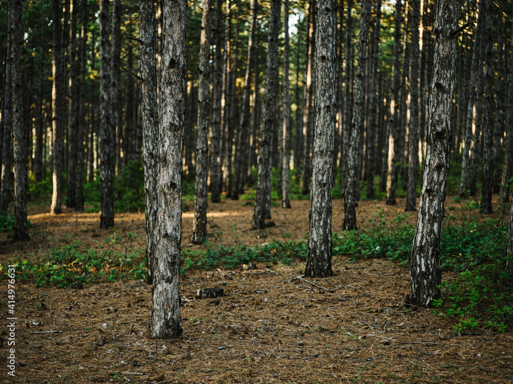 Nature pine forest fresh air Green grass autumn Nature pine forest fresh air Green grass autumn