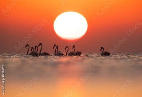 Greater Flamingos wading with backdrop of dramatic sunrise at Asker coast, Bahrain