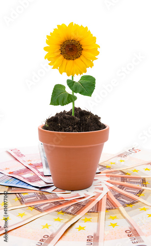 Blumentopf mit Sonnenblume auf Euroscheinen