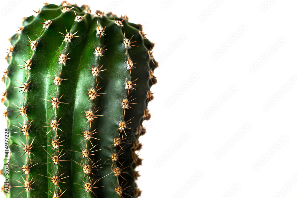 Close up macro head of green cactus home plant with sharp needles at isolated white background, place for text Close up macro head of green cactus home plant with sharp needles at isolated white background, place for text
