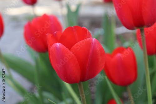 red tulips in the garden