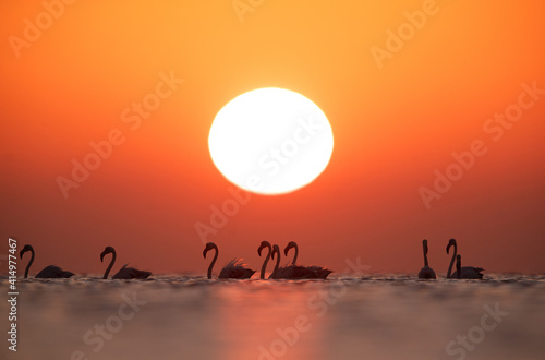 Greater Flamingos wading and dramatic sun at Asker coast  Bahrain