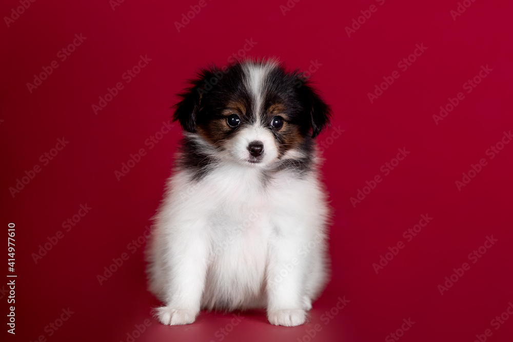 Beautiful little puppies of papillon breed in the studio Beautiful little puppies of papillon breed in the studio