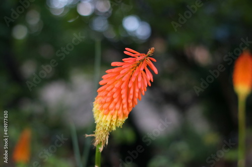 flower of a calendula