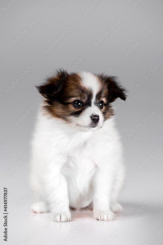Beautiful little puppies of papillon breed in the studio Beautiful little puppies of papillon breed in the studio