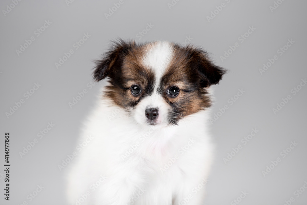 Beautiful little puppies of papillon breed in the studio