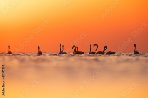 Greater Flamingos and dramatic hue at Asker coast of Bahrain