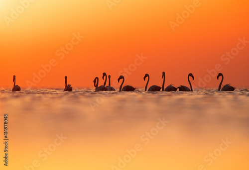 Greater Flamingos and dramatic hue at Asker coast of Bahrain © Dr Ajay Kumar Singh