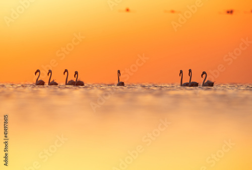 Silhouette of Greater Flamingos wading during sunrise at Asker coast of Bahrain