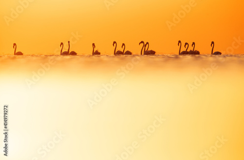 Dramatic hue and silhouette of Greater Flamingos wading in the morning hours at Asker coast of Bahrain