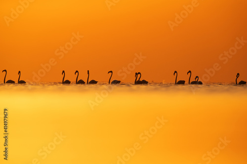 Silhouette of Greater Flamingos and dramtic hue at Asker coast of Bahrain