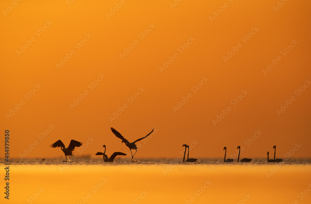 Silhouette of Greater Flamingos takeoff at Asker coast during sunrise, Bahrain Silhouette of Greater Flamingos takeoff at Asker coast during sunrise, Bahrain