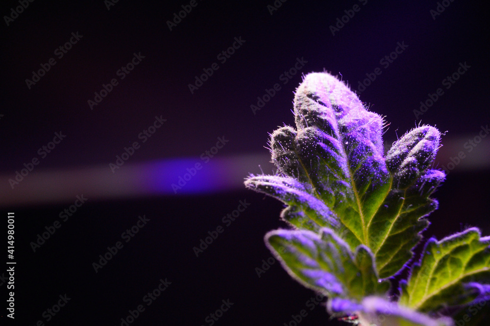 a leaf of a sprout in a pot under the light of a phytolamp. close-up. a leaf of a sprout in a pot under the light of a phytolamp. close-up.
