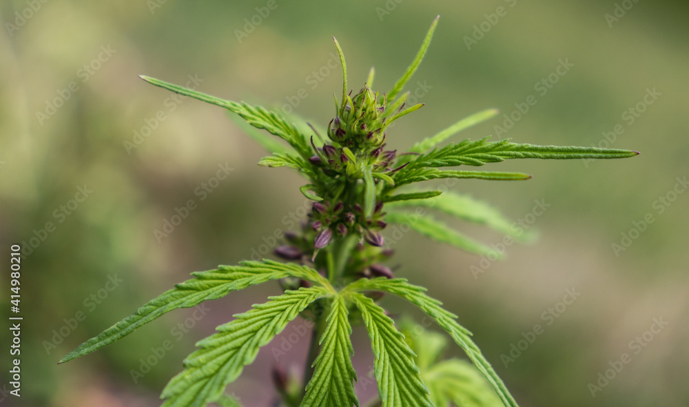 A male cannabis plant with pollen sacs A male cannabis plant with pollen sacs