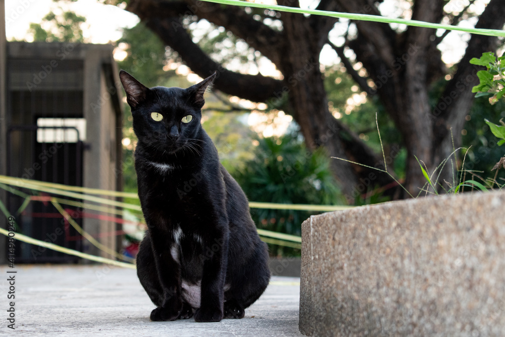 Bombay black cat in profile sits outdoor in nature Bombay black cat in profile sits outdoor in nature