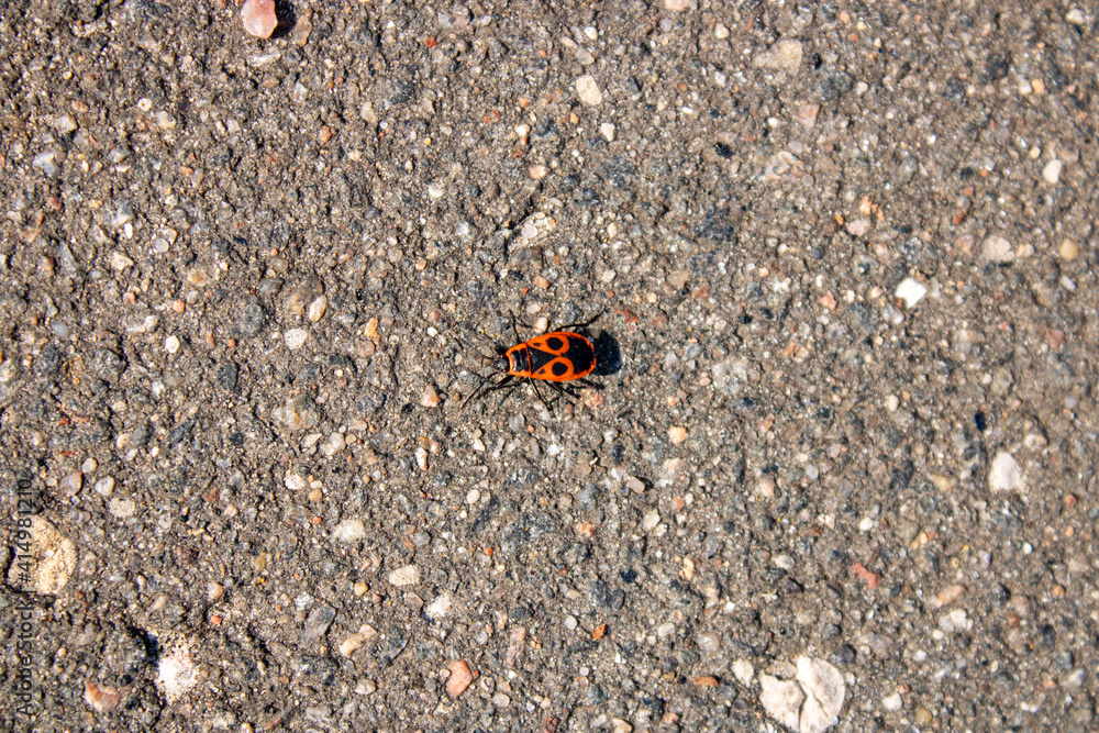 Small black and red beetle on the asphalt. Close-up. Insect Small black and red beetle on the asphalt. Close-up. Insect