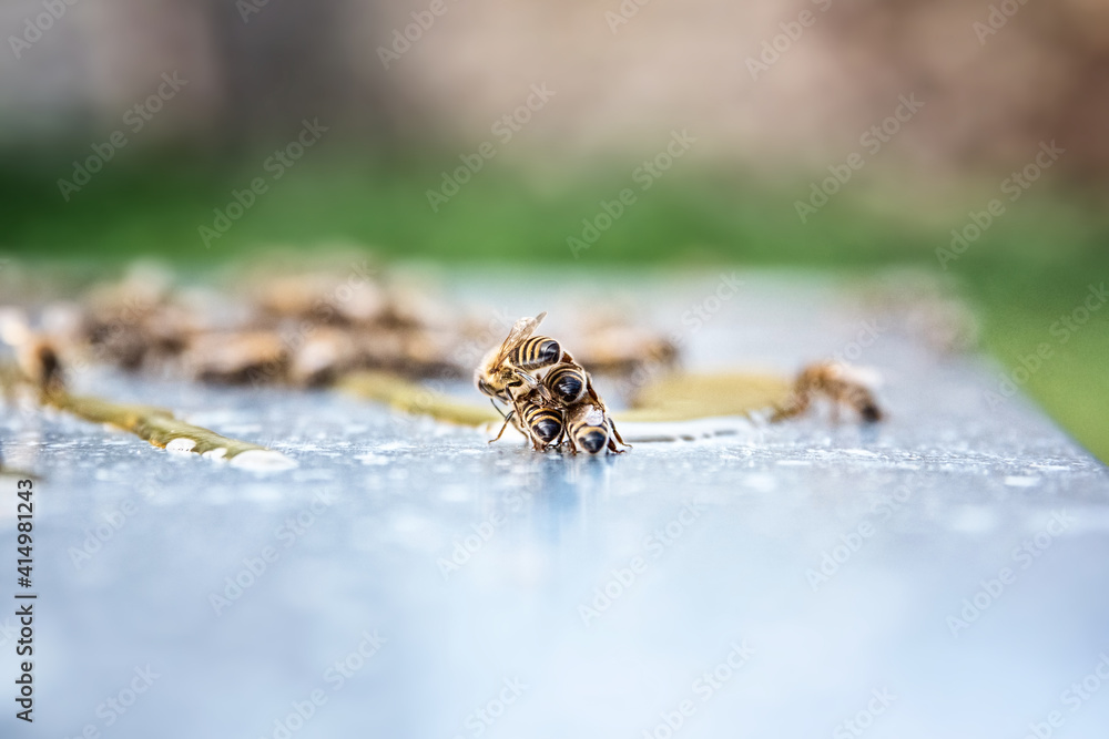 Bees in apiary. Funny bees climb over each other. Beekeeping. Bees in nature. Bees in apiary. Funny bees climb over each other. Beekeeping. Bees in nature.