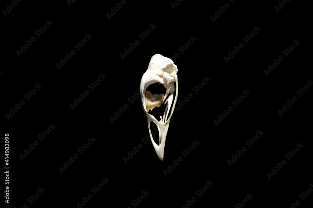 Naklejka premium Bird skull of a big seabird isolated on black. Side view.
