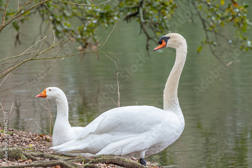 Pair of white mute swan birds on shore of lake in park