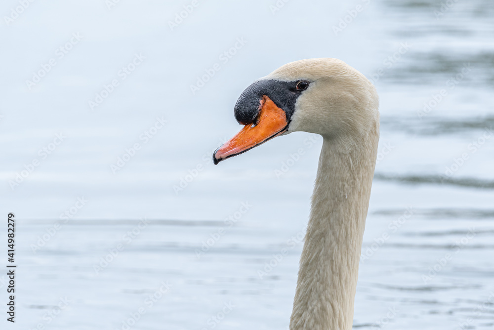 Obraz premium Closeup of face and orange beak of mute swan bird in pond