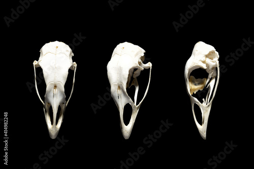 Bird skulls in different angles. Seabird. Isolated on black.