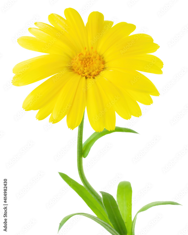 Naklejka premium Calendula flowers close up isolated