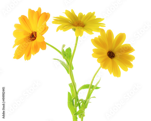 Calendula flowers close up isolated