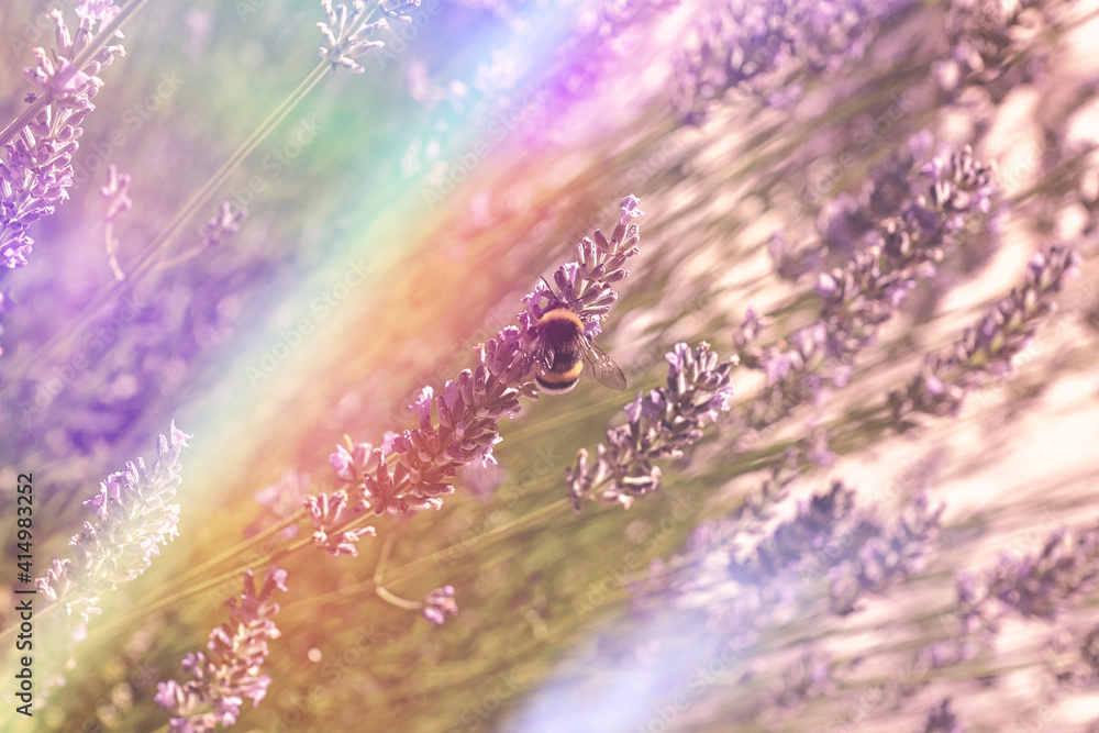 Fototapeta premium Floral pink toned background with rainbow sunlight leaks. Bumble bee on a blooming lavender field, summer spring botanical design. Romantic feminine style. Retro film photography atmosphere.
