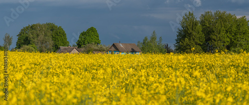 yellow rapeseed fields bloom in spring.