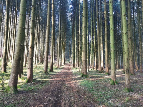 Waldweg