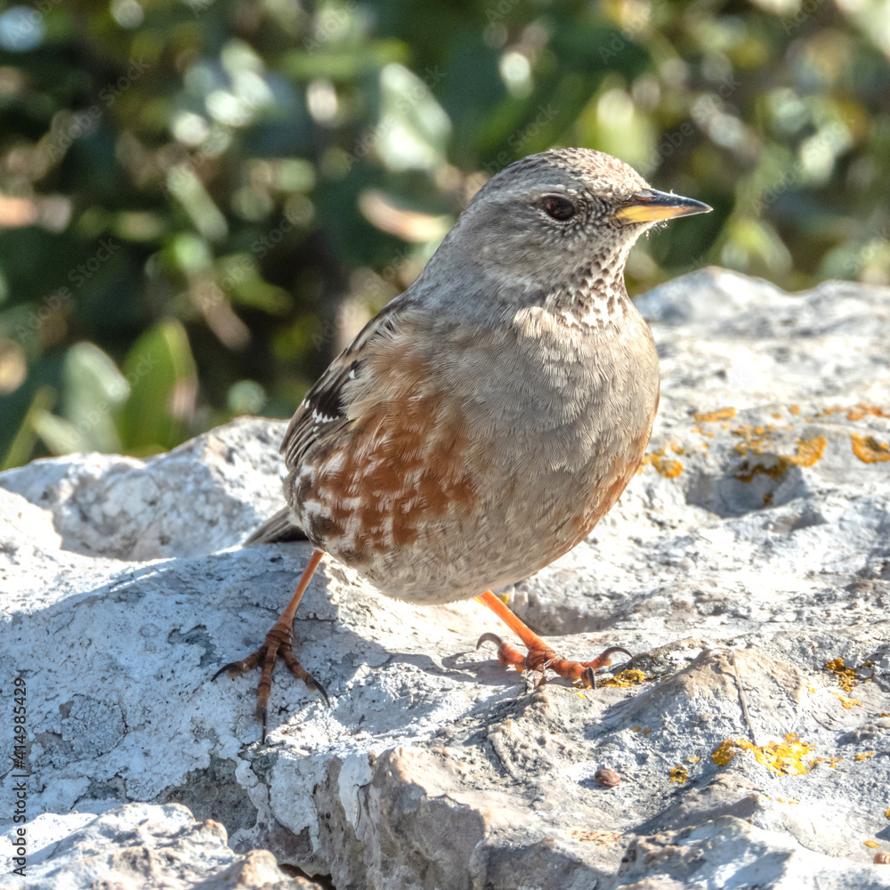 Petit oiseau passereau accenteur alpin Petit oiseau passereau accenteur alpin