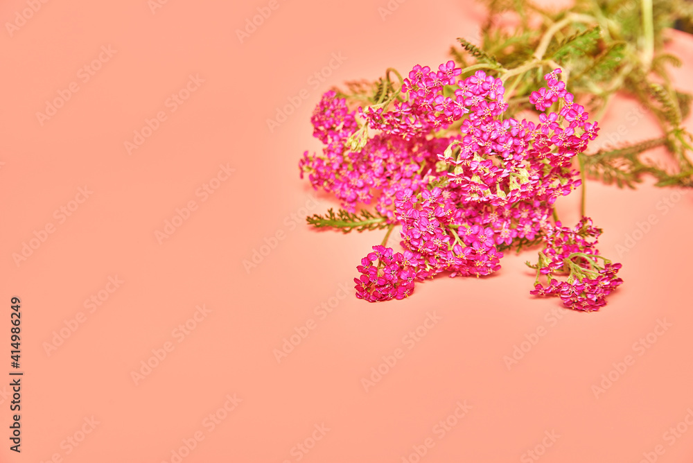Fototapeta premium bouquet of flower yarrow on pink background. copy space