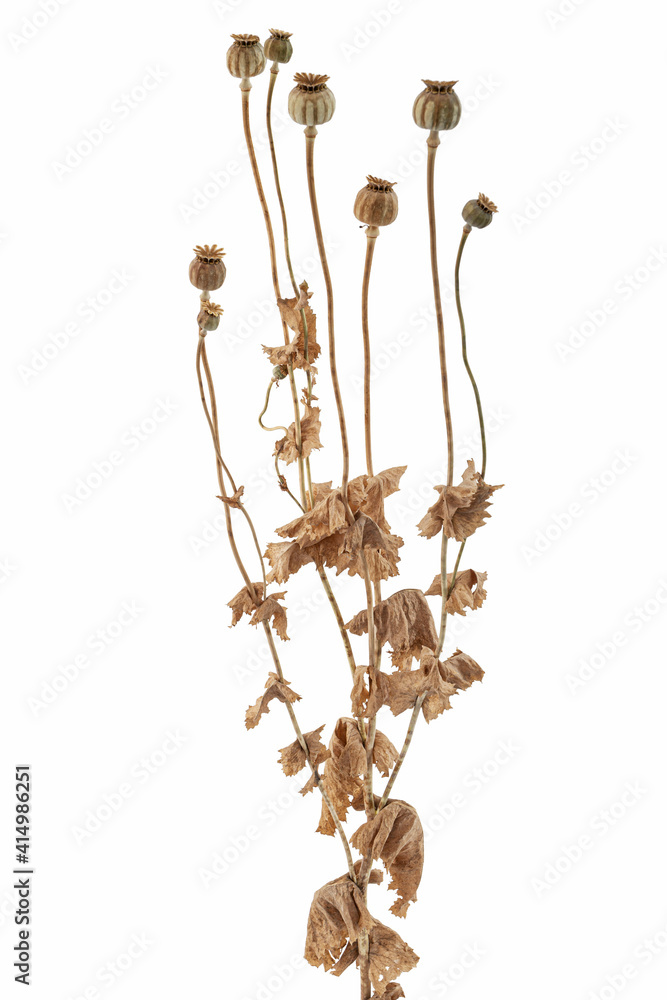 Dried poppy boxes and stems, isolated on white background