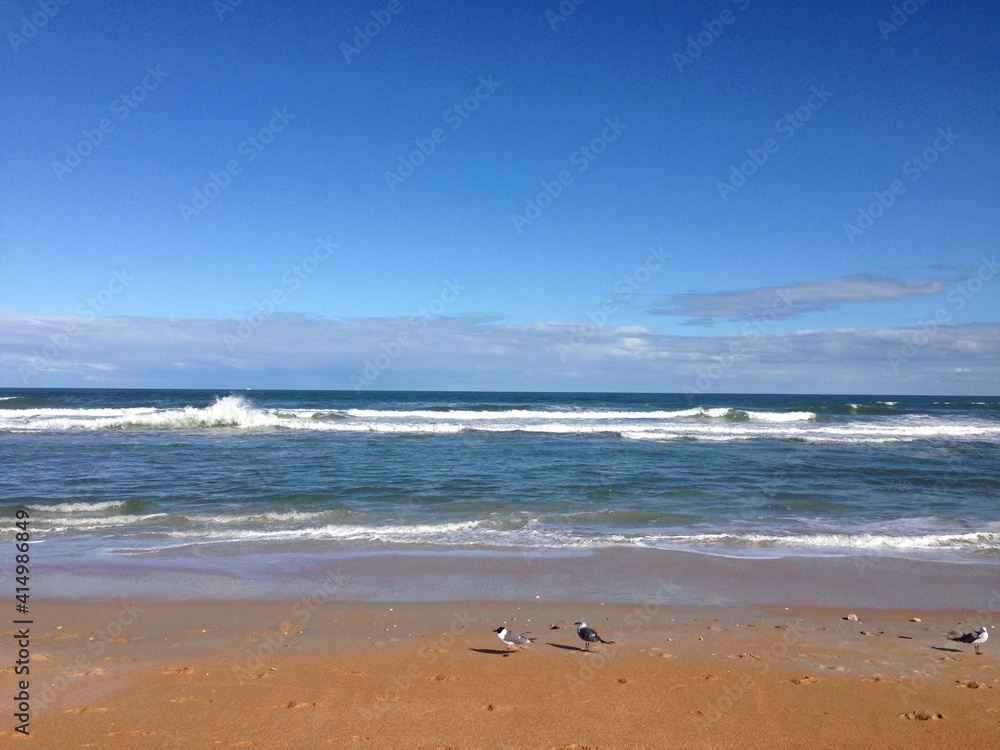 Beach Blue Sky Sand with Seagulls