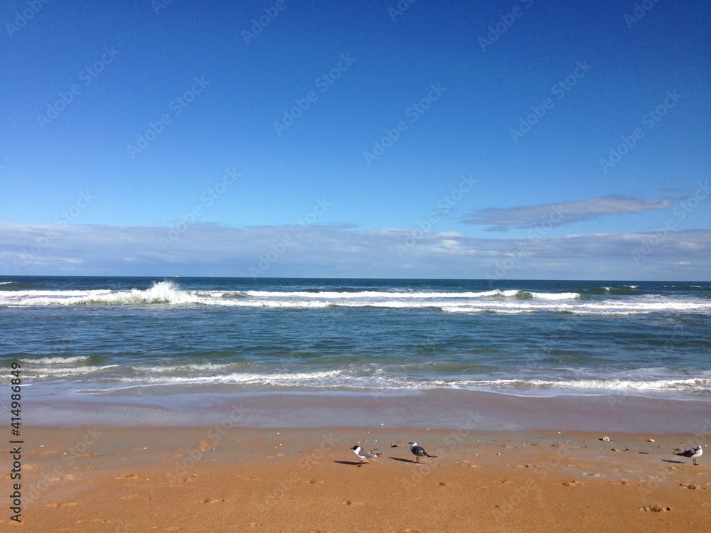 Beach Blue Sky Sand with Seagulls Beach Blue Sky Sand with Seagulls