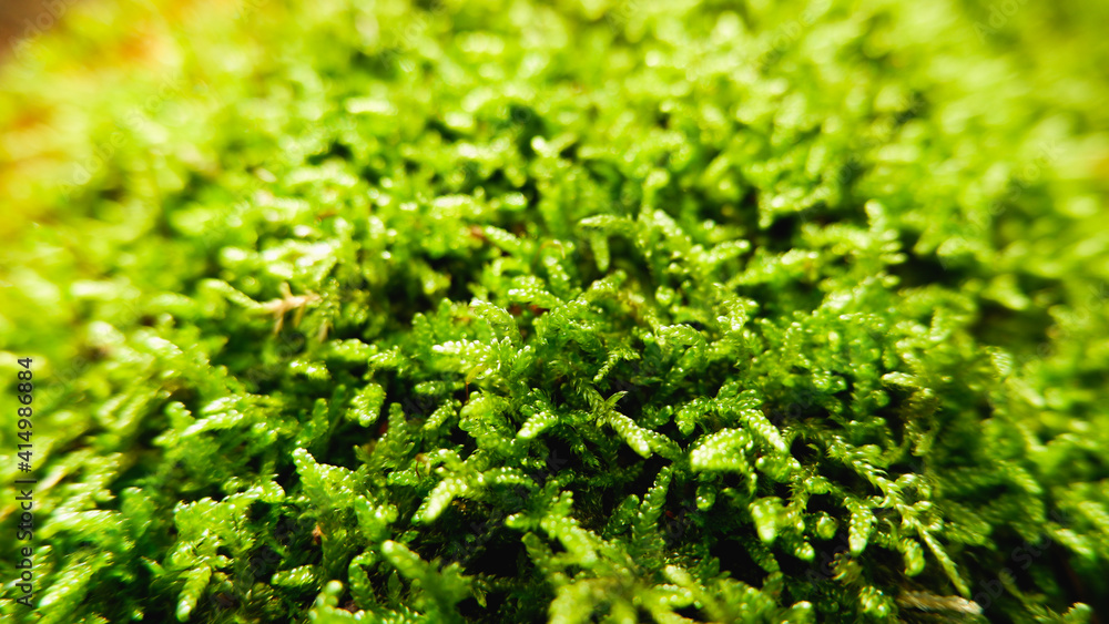 Natural background. Green moss texture close-up with shallow depth of field. Sunlight. Natural background. Green moss texture close-up with shallow depth of field. Sunlight.