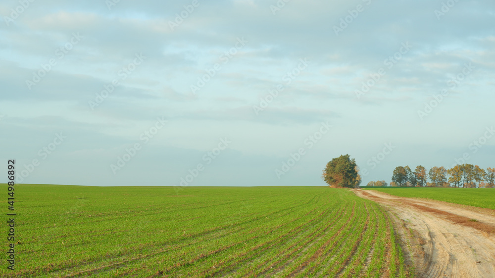 Natural background. Scenery. A green field of cereals, a dirt road and trees on the horizon against a sky covered with clouds.