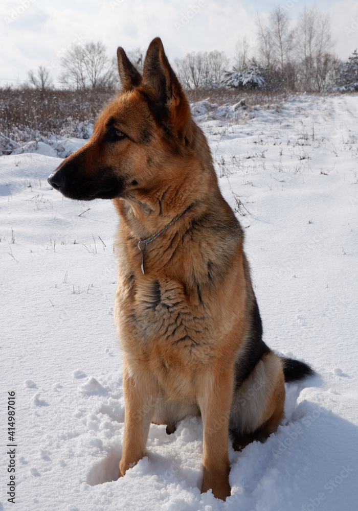German shepherd dog sits on a snowy field on a sunny winter day. German shepherd dog sits on a snowy field on a sunny winter day.