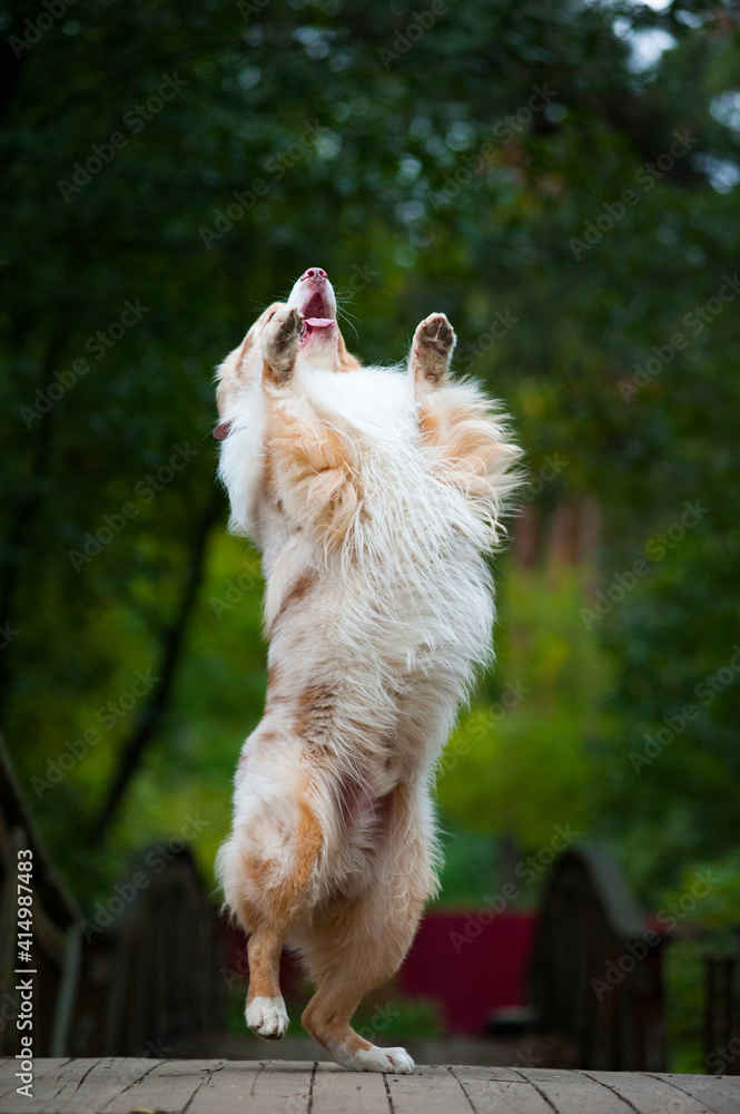 Beautiful merle australian sheepdog