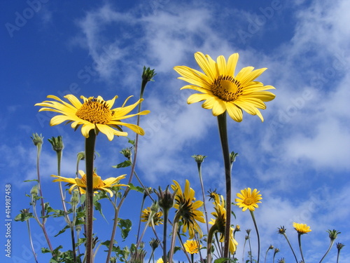 Cielo y girasoles