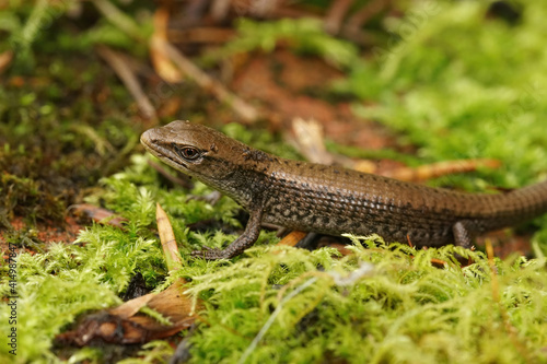 Closeup of a juvenile southern alligator lizard , Elgaria multicarinata , on green moss in North California