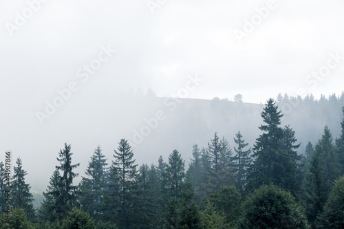 Fog over spruce forest trees at early morning. Spruce trees silhouettes on mountain hill forest at summer foggy scenery.