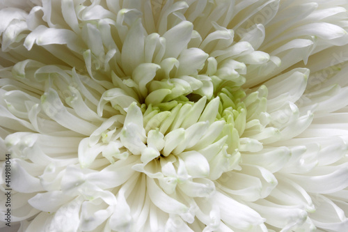 close up of white chrysanthemum © Elena