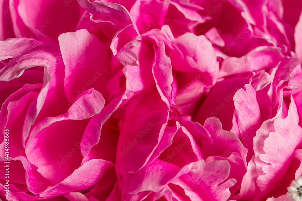 The texture of the opened peony flower. Macro photography. The texture of the opened peony flower. Macro photography.