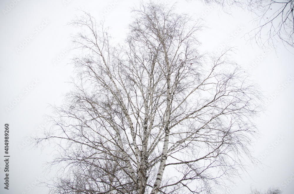 nature in winter in cloudy weather nature in winter in cloudy weather