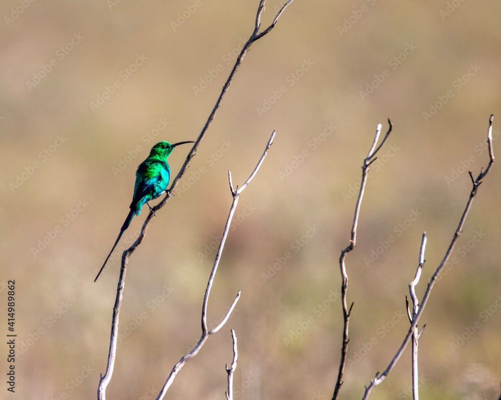 Φωτογραφία Malachite sunbird in Bontebok National Park, Swellendam, South Africa