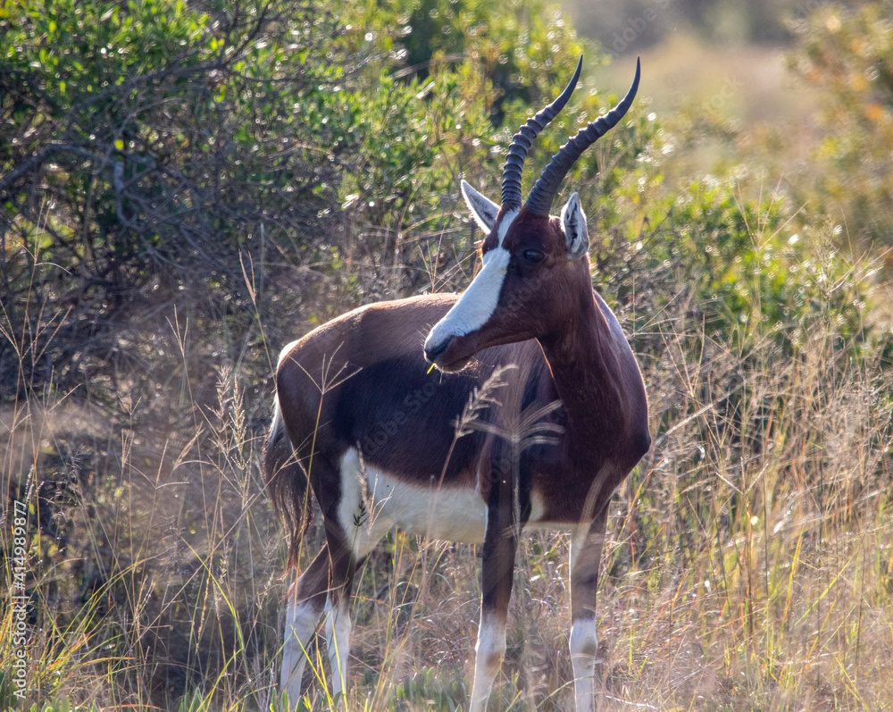 Obraz premium Bontebok in Bontebok National Park, Swellendam, South Africa
