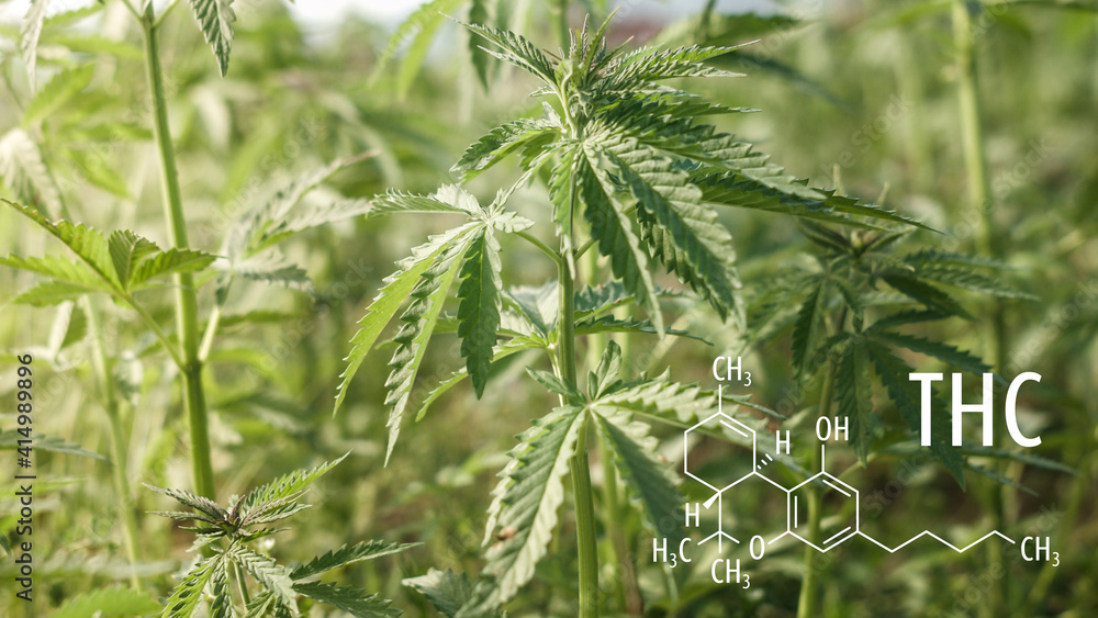 Cannabis plants with the THC chemical formula. Tetrahydrocannabinol molecule. Cannabis plants with the THC chemical formula. Tetrahydrocannabinol molecule.
