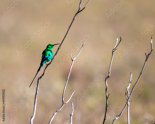 Malachite sunbird in Bontebok National Park, Swellendam, South Africa photo