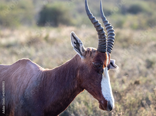 Bontebok in Bontebok National Park, Swellendam, South Africa